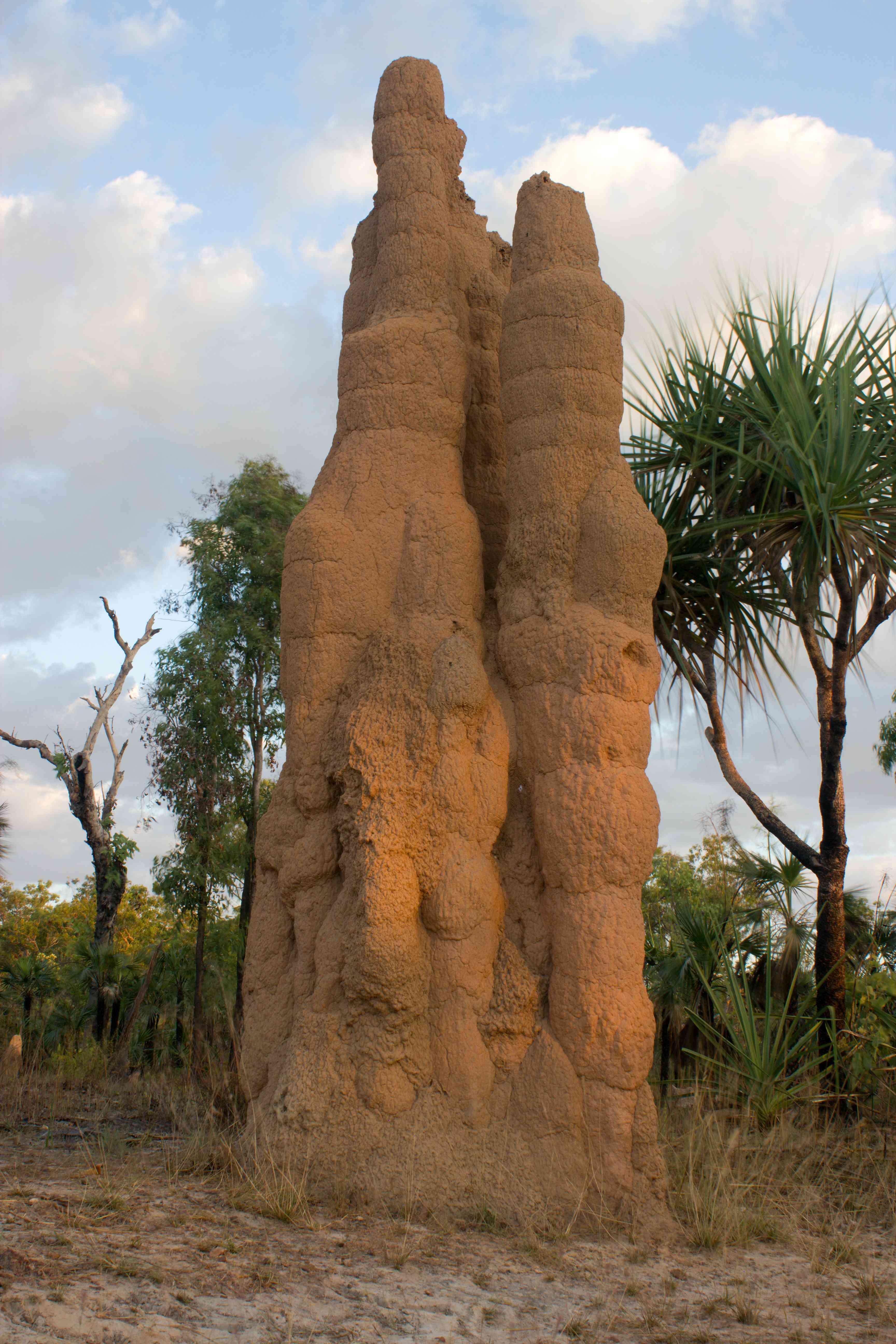 Cathedral Termite Mounds
