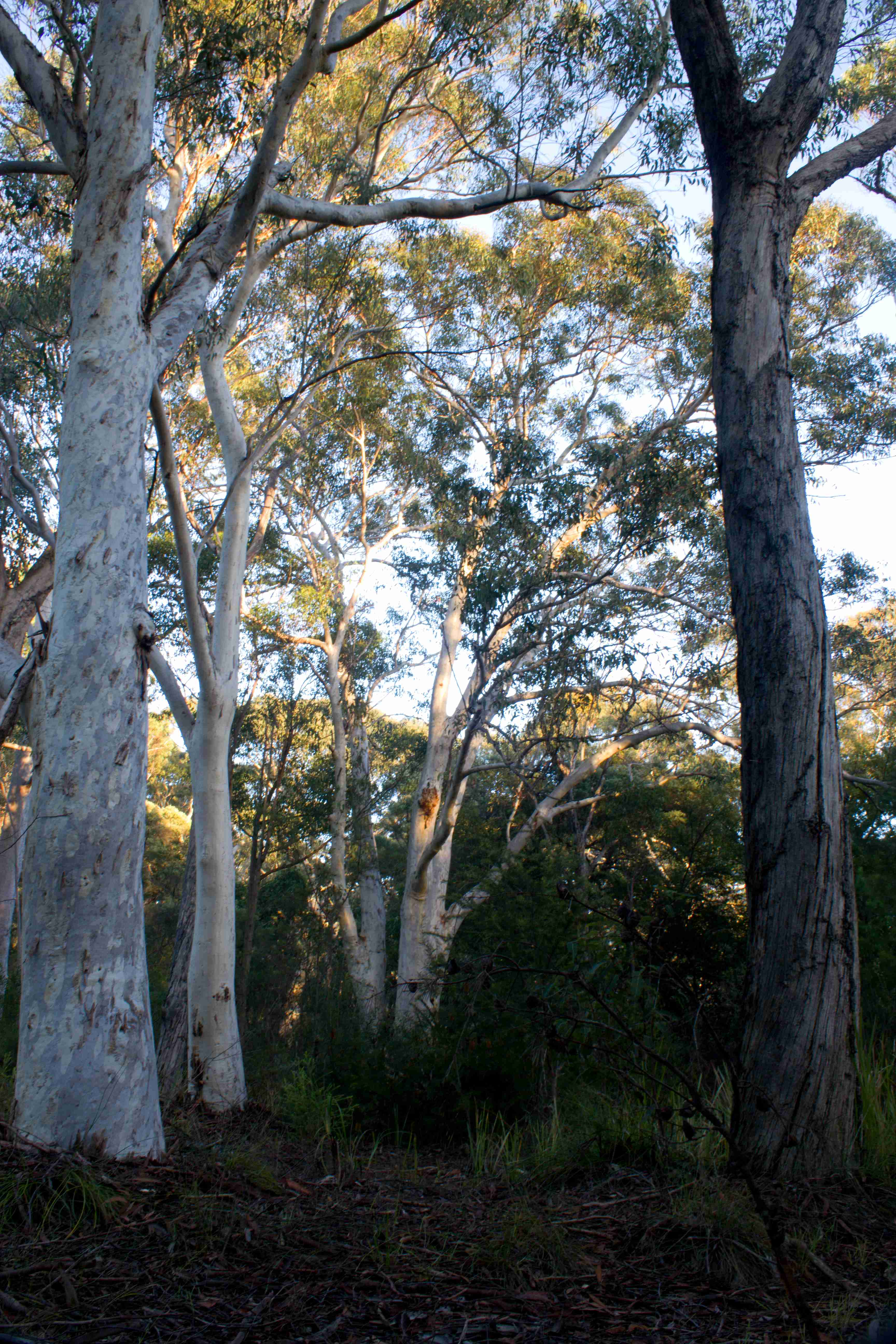 Kuring-gai